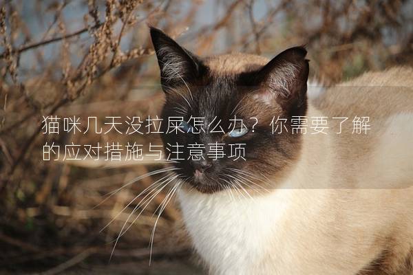 猫咪几天没拉屎怎么办？你需要了解的应对措施与注意事项