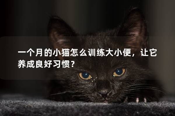 一个月的小猫怎么训练大小便，让它养成良好习惯？