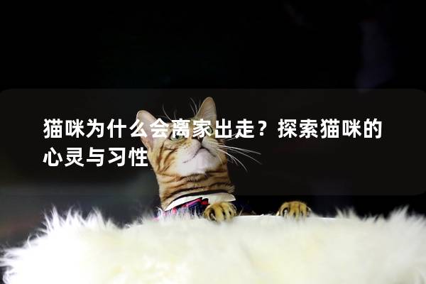 猫咪为什么会离家出走？探索猫咪的心灵与习性