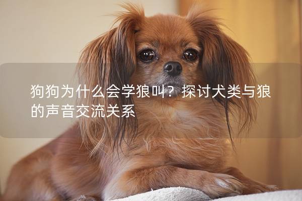 狗狗为什么会学狼叫？探讨犬类与狼的声音交流关系