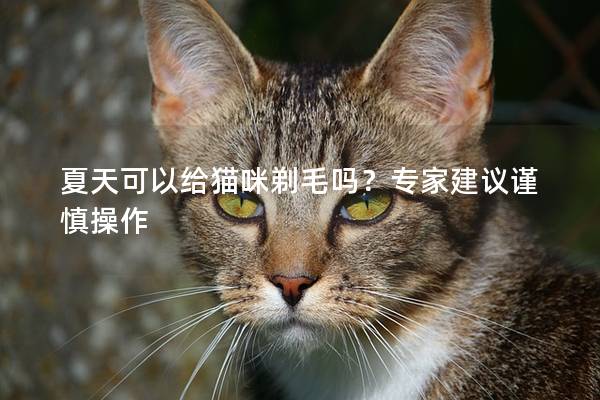 夏天可以给猫咪剃毛吗？专家建议谨慎操作