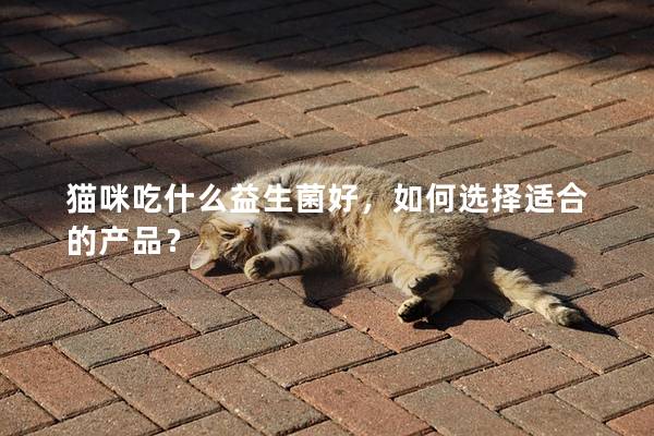 猫咪吃什么益生菌好，如何选择适合的产品？