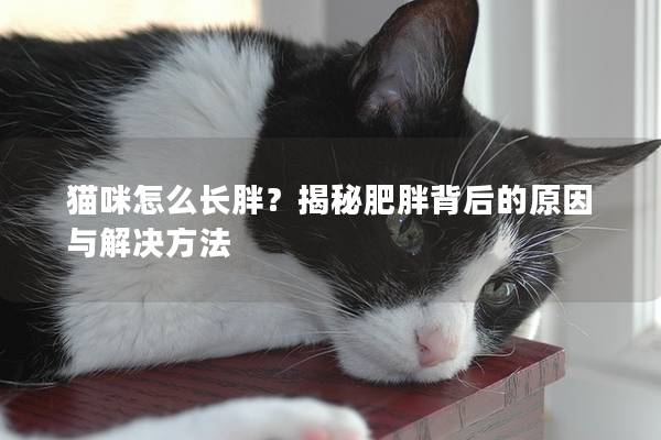 猫咪怎么长胖？揭秘肥胖背后的原因与解决方法