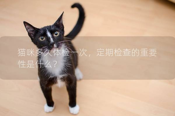 猫咪多久体检一次，定期检查的重要性是什么？