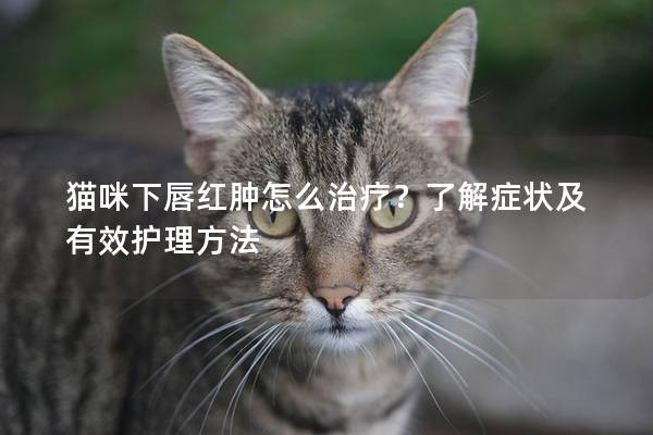 猫咪下唇红肿怎么治疗？了解症状及有效护理方法