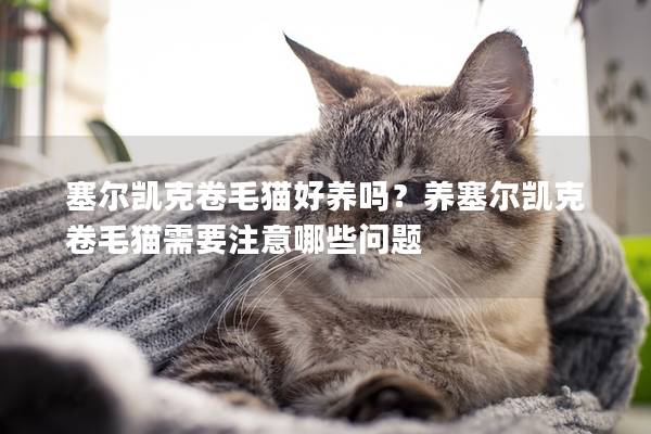 塞尔凯克卷毛猫好养吗？养塞尔凯克卷毛猫需要注意哪些问题