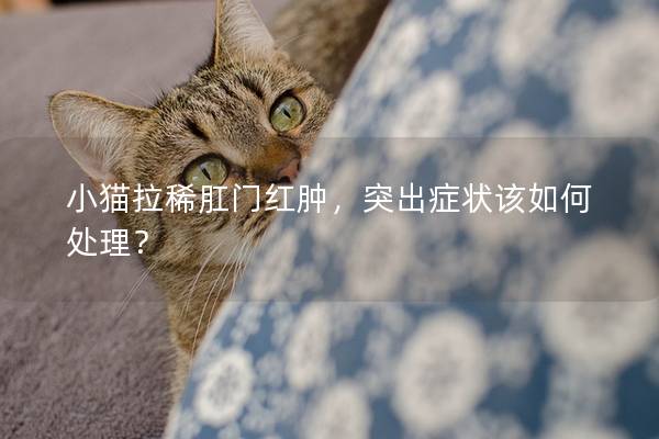 小猫拉稀肛门红肿，突出症状该如何处理？