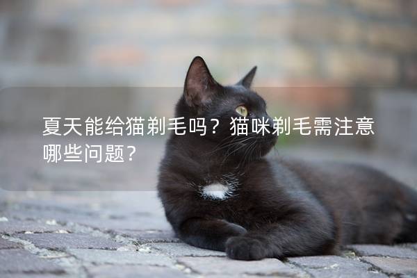 夏天能给猫剃毛吗？猫咪剃毛需注意哪些问题？