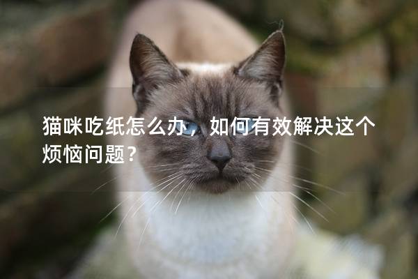 猫咪吃纸怎么办，如何有效解决这个烦恼问题？