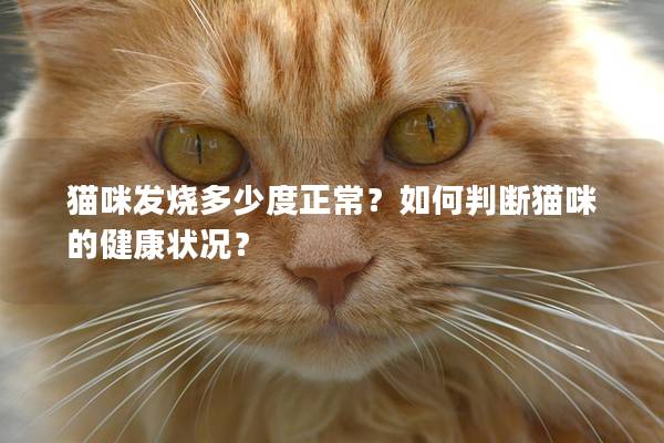 猫咪发烧多少度正常？如何判断猫咪的健康状况？