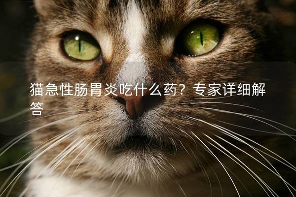 猫急性肠胃炎吃什么药？专家详细解答