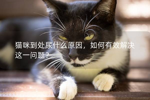 猫咪到处尿什么原因，如何有效解决这一问题？