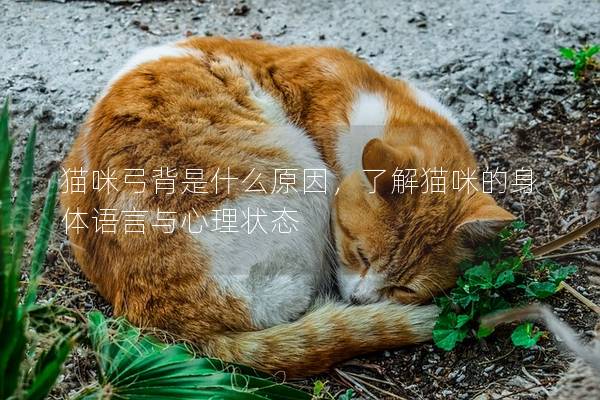 猫咪弓背是什么原因，了解猫咪的身体语言与心理状态