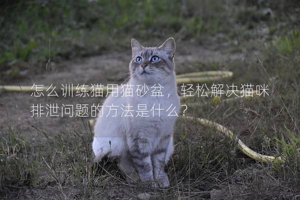 怎么训练猫用猫砂盆，轻松解决猫咪排泄问题的方法是什么？