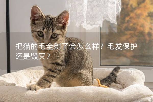 把猫的毛全剃了会怎么样？毛发保护还是毁灭？