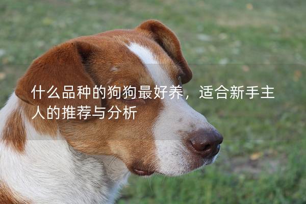 什么品种的狗狗最好养，适合新手主人的推荐与分析