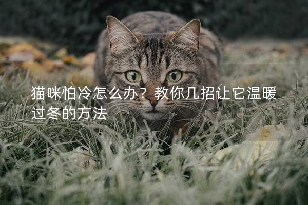 猫咪怕冷怎么办？教你几招让它温暖过冬的方法