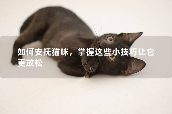 如何安抚猫咪，掌握这些小技巧让它更放松