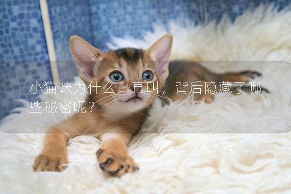 小猫咪为什么一直叫，背后隐藏了哪些秘密呢？