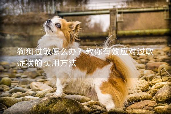 狗狗过敏怎么办？教你有效应对过敏症状的实用方法