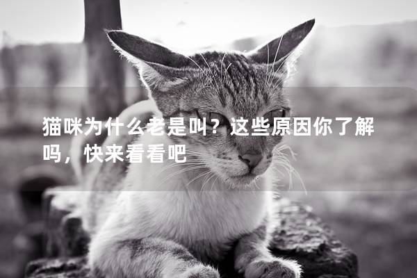 猫咪为什么老是叫？这些原因你了解吗，快来看看吧