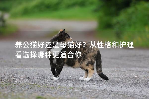 养公猫好还是母猫好？从性格和护理看选择哪种更适合你