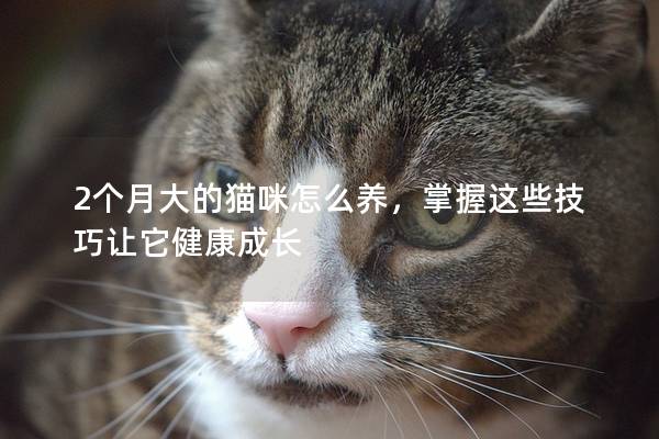 2个月大的猫咪怎么养，掌握这些技巧让它健康成长