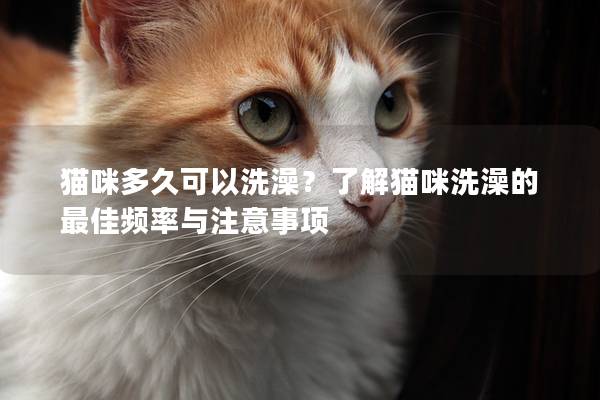 猫咪多久可以洗澡？了解猫咪洗澡的最佳频率与注意事项