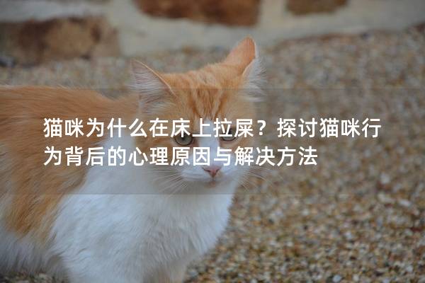 猫咪为什么在床上拉屎？探讨猫咪行为背后的心理原因与解决方法