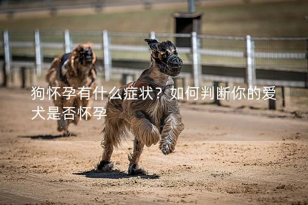 狗怀孕有什么症状？如何判断你的爱犬是否怀孕