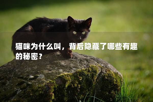 猫咪为什么叫，背后隐藏了哪些有趣的秘密？