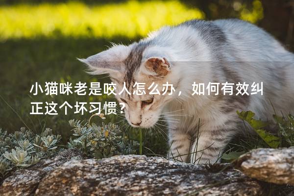 小猫咪老是咬人怎么办，如何有效纠正这个坏习惯？