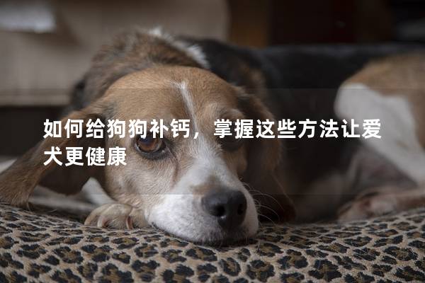 如何给狗狗补钙，掌握这些方法让爱犬更健康