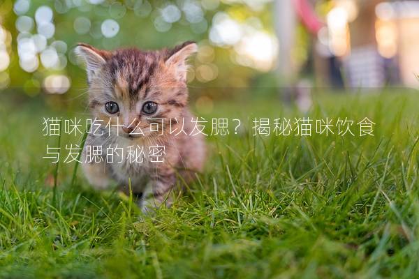 猫咪吃什么可以发腮？揭秘猫咪饮食与发腮的秘密