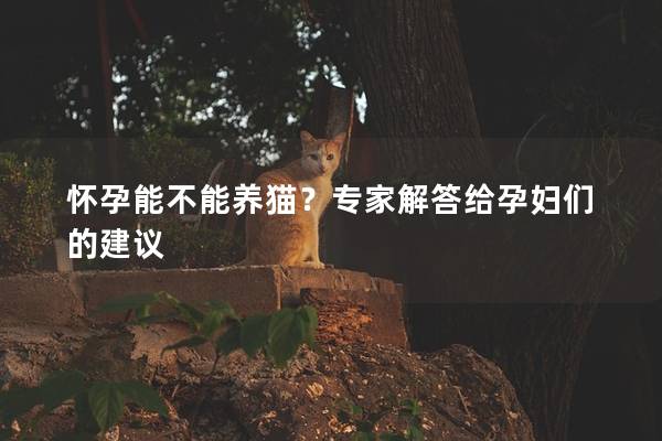 怀孕能不能养猫？专家解答给孕妇们的建议