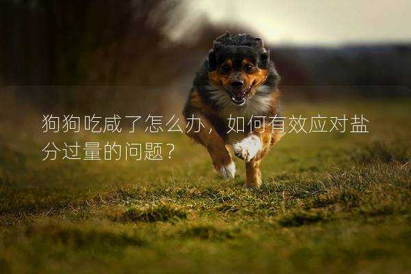 狗狗吃咸了怎么办,如何有效应对盐分过量的问题? 狗狗吃咸了怎么办,如何有效应对盐分过量的问题?