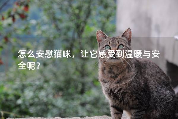 怎么安慰猫咪，让它感受到温暖与安全呢？