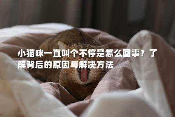 小猫咪一直叫个不停是怎么回事？了解背后的原因与解决方法