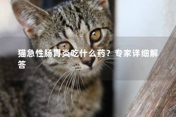 猫急性肠胃炎吃什么药？专家详细解答