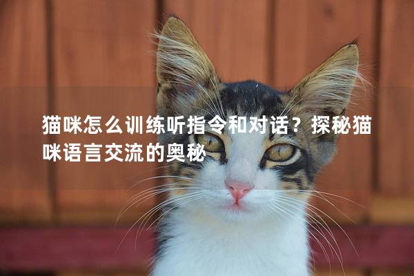 猫咪怎么训练听指令和对话？探秘猫咪语言交流的奥秘