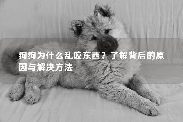 狗狗为什么乱咬东西？了解背后的原因与解决方法