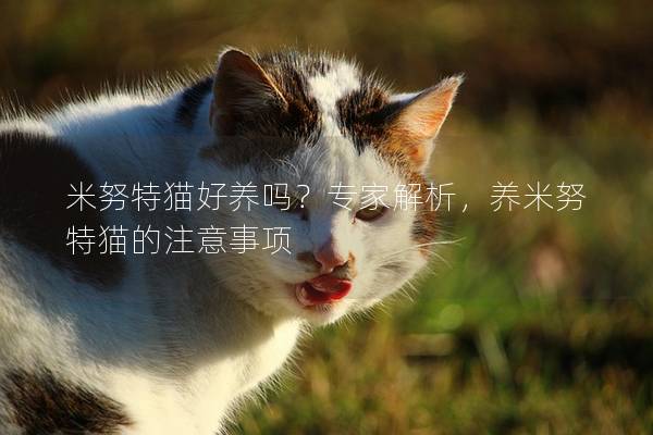 米努特猫好养吗？专家解析，养米努特猫的注意事项