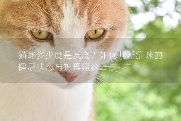 猫咪多少度是发烧？如何判断猫咪的健康状态与护理建议