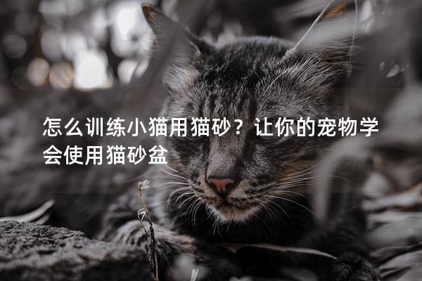 怎么训练小猫用猫砂？让你的宠物学会使用猫砂盆