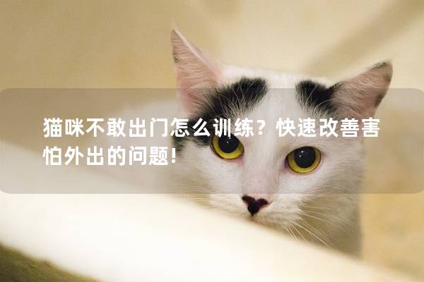 猫咪不敢出门怎么训练？快速改善害怕外出的问题!