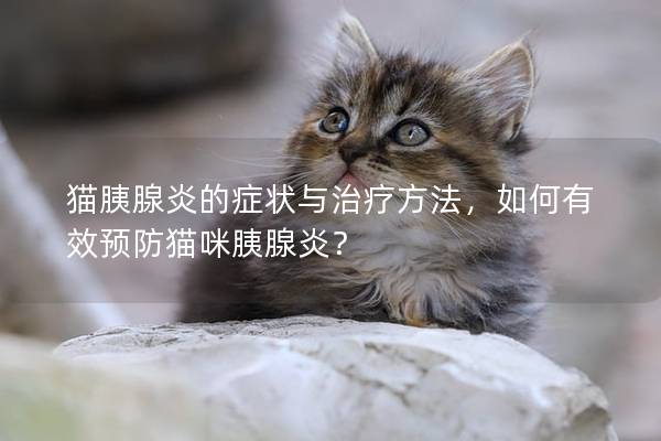 猫胰腺炎的症状与治疗方法，如何有效预防猫咪胰腺炎？