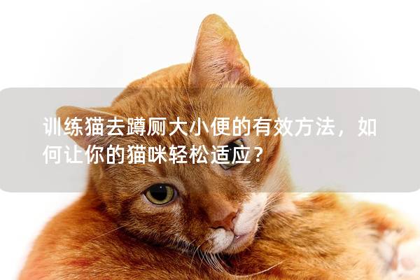 训练猫去蹲厕大小便的有效方法，如何让你的猫咪轻松适应？