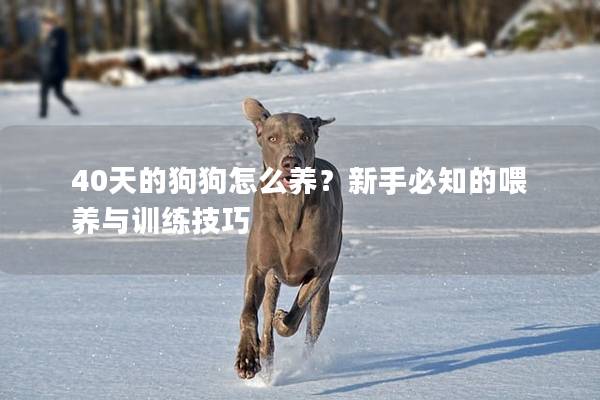 40天的狗狗怎么养？新手必知的喂养与训练技巧