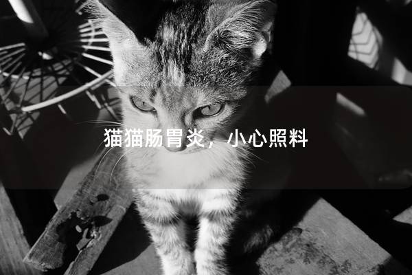 猫猫肠胃炎，小心照料