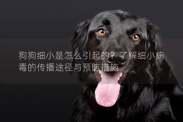 狗狗细小是怎么引起的？了解细小病毒的传播途径与预防措施